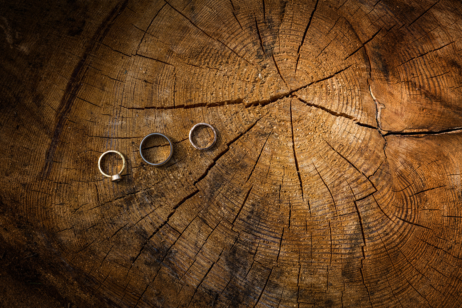 wedding rings on tree stump